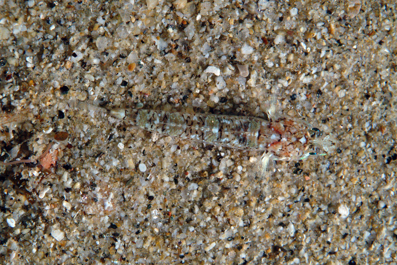 Buenia affinis e juvenile Gobius geniporus